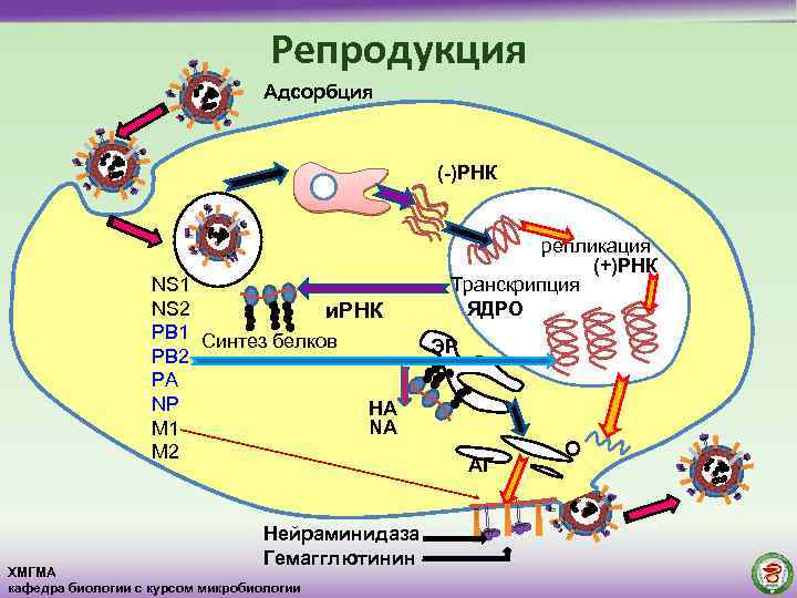 Схема репродукции вич