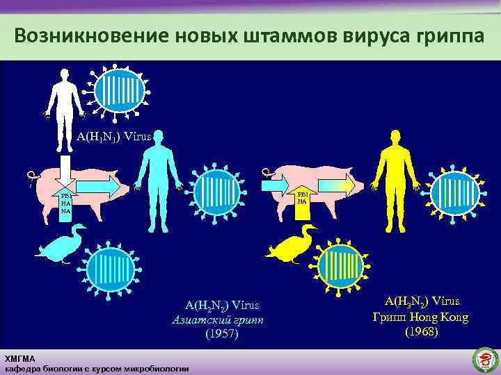 Штаммы вируса гриппа. Появление новых заболеваний. Возникновение гриппа
