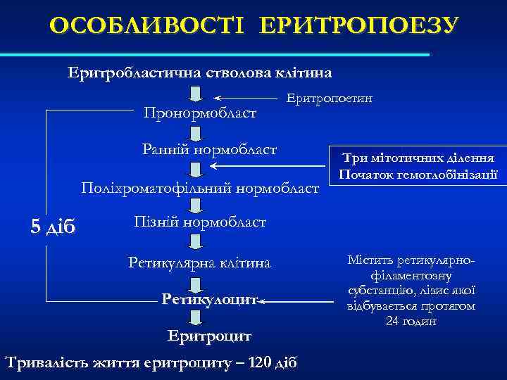 ОСОБЛИВОСТІ ЕРИТРОПОЕЗУ Еритробластична стволова клітина Пронормобласт Еритропоетин Ранній нормобласт Поліхроматофільний нормобласт 5 діб Три