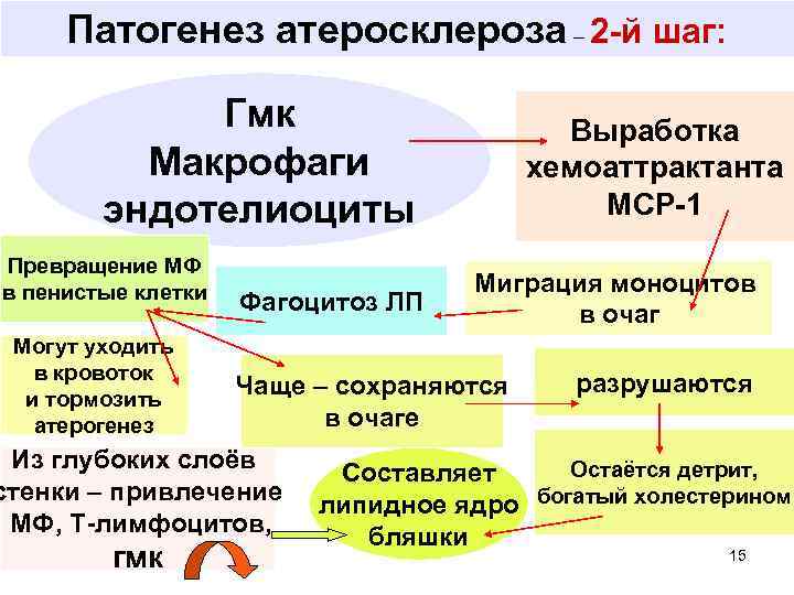 Патогенез атеросклероза – 2 -й шаг: Гмк Макрофаги эндотелиоциты Превращение МФ в пенистые клетки