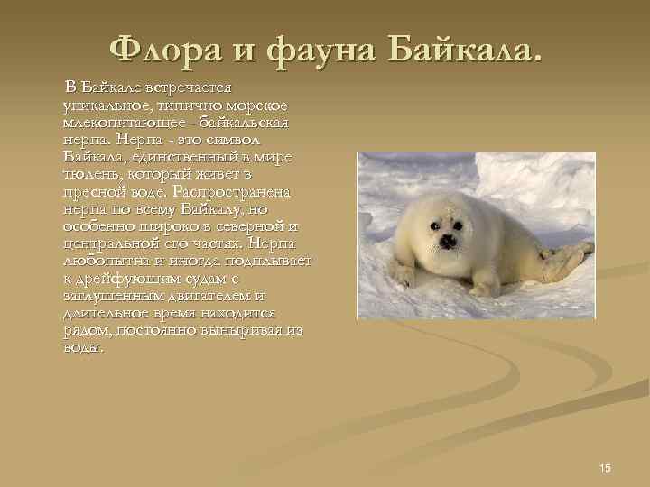 Флора и фауна Байкала. В Байкале встречается уникальное, типично морское млекопитающее - байкальская нерпа.