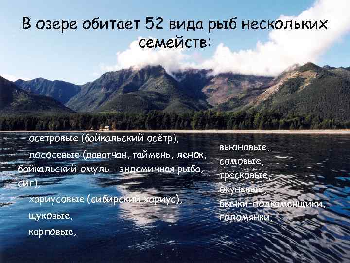 В озере обитает 52 вида рыб нескольких семейств: осетровые (байкальский осётр), лососевые (даватчан, таймень,