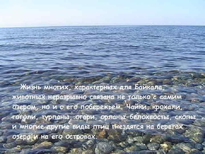 Жизнь многих, характерных для Байкала, животных неразрывно связана не только с самим озером, но