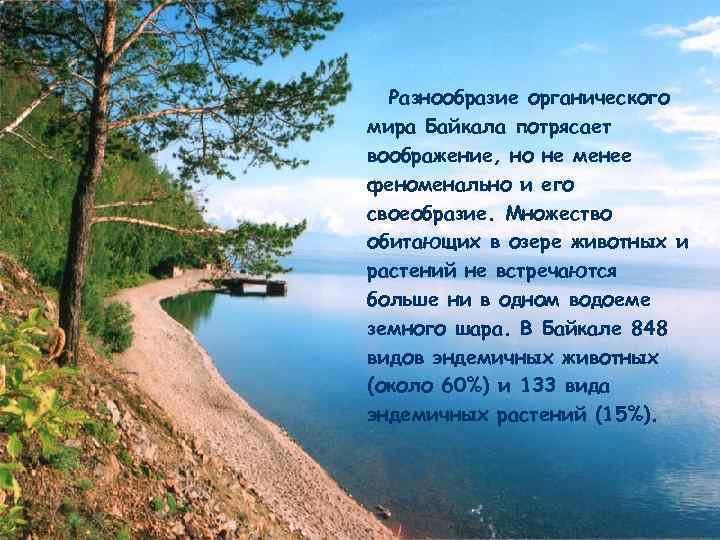 Разнообразие органического мира Байкала потрясает воображение, но не менее феноменально и его своеобразие. Множество