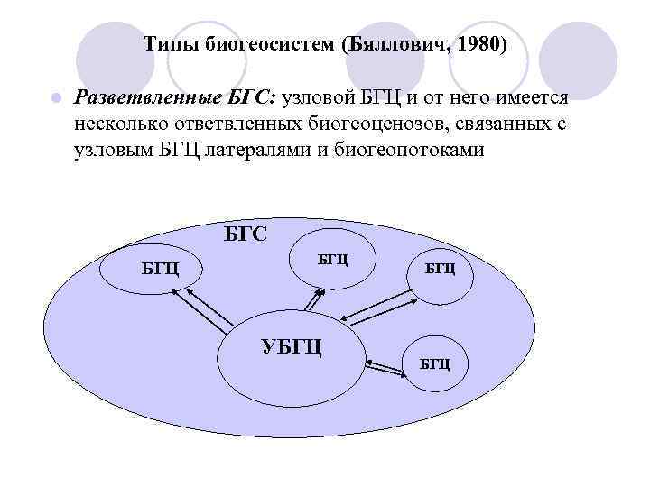 Типы биогеосистем (Бяллович, 1980) l Разветвленные БГС: узловой БГЦ и от него имеется несколько