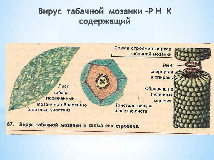 Строение вируса табачной мозаики рисунок