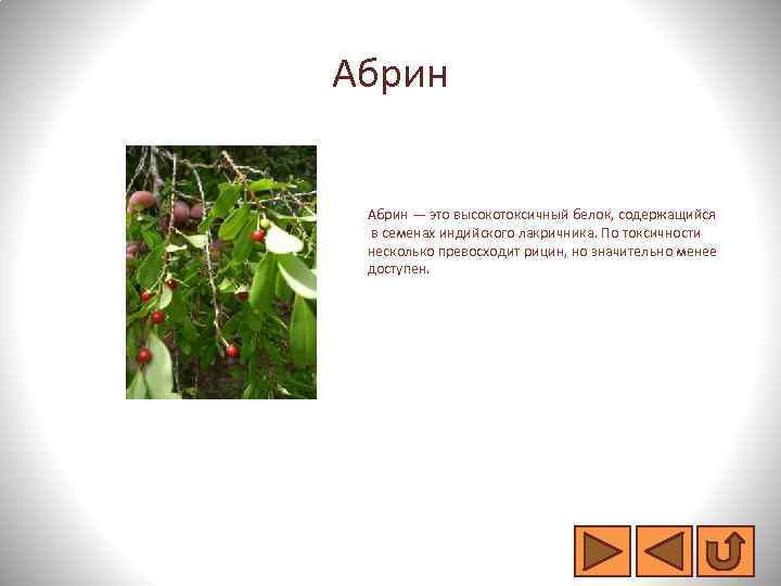 Абрин — это высокотоксичный белок, содержащийся в семенах индийского лакричника. По токсичности несколько превосходит