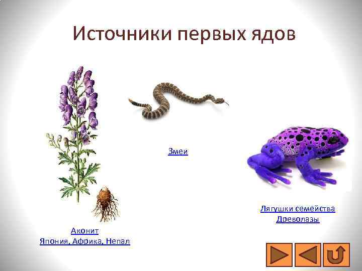 Источники первых ядов Змеи Лягушки семейства Древолазы Аконит Япония, Африка, Непал 