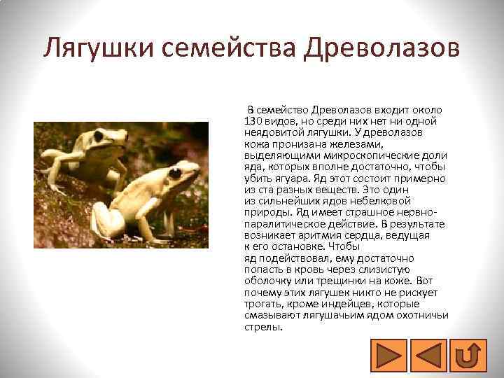 Лягушки семейства Древолазов В семейство Древолазов входит около 130 видов, но среди них нет