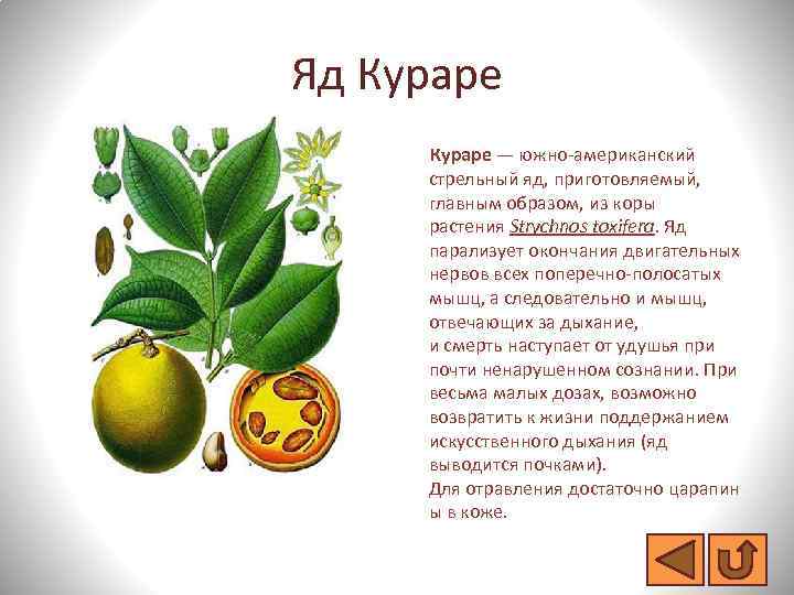 Яд Кураре — южно-американский стрельный яд, приготовляемый, главным образом, из коры растения Strychnos toxifera.