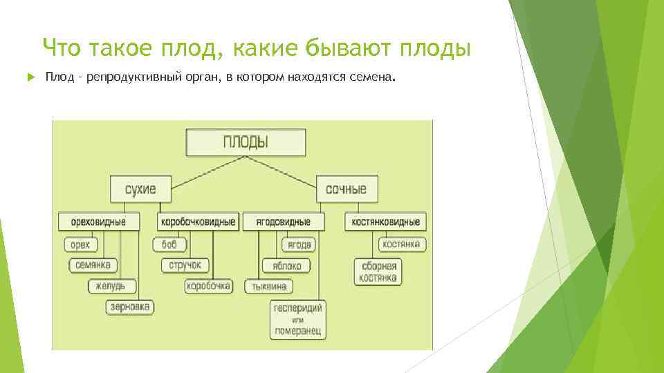 Что такое плод. Плод. ПЛРД. Под. Что такое плод кратко.