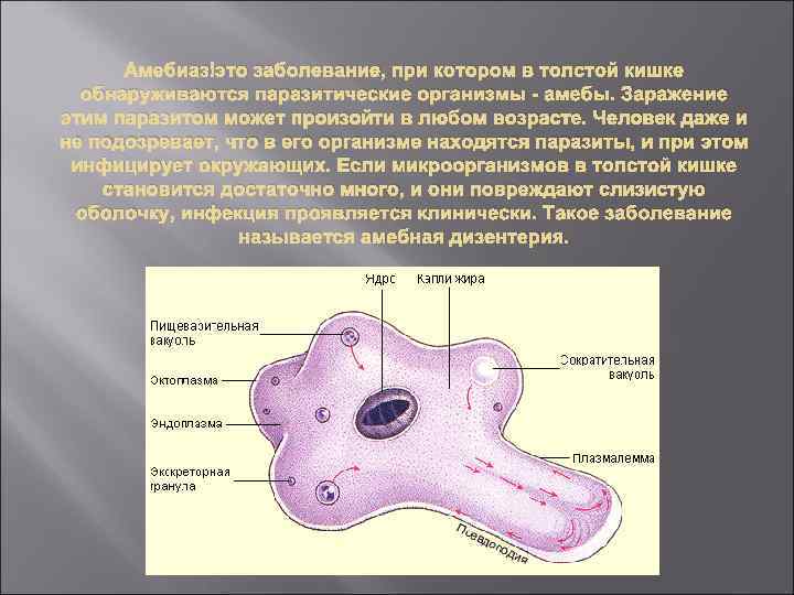 Амебиаз это заболевание, при котором в толстой кишке обнаруживаются паразитические организмы - амебы. Заражение