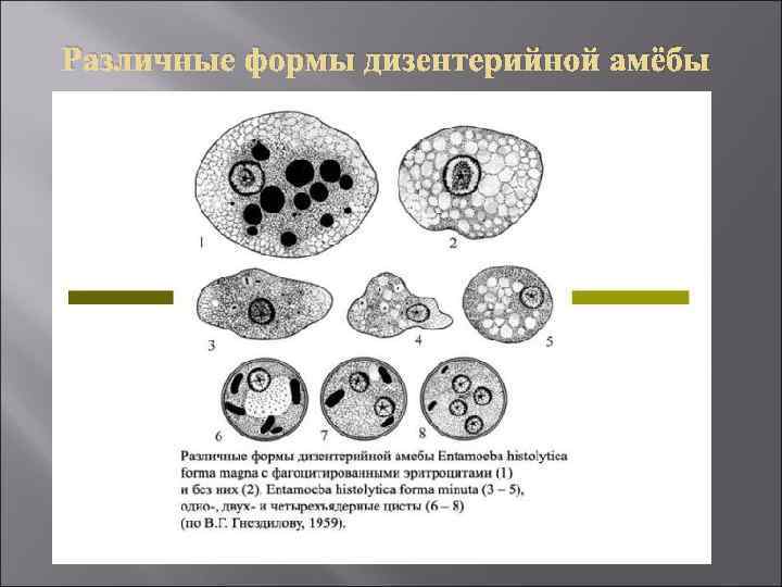 Различные формы дизентерийной амёбы 
