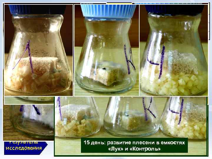 Время появления плесени Хлеб 4 день 7 день Хлеб + чеснок Результаты исследования Объект