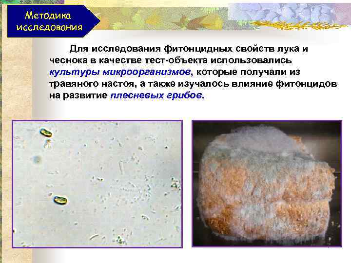 Методика исследования Для исследования фитонцидных свойств лука и чеснока в качестве тест-объекта использовались культуры