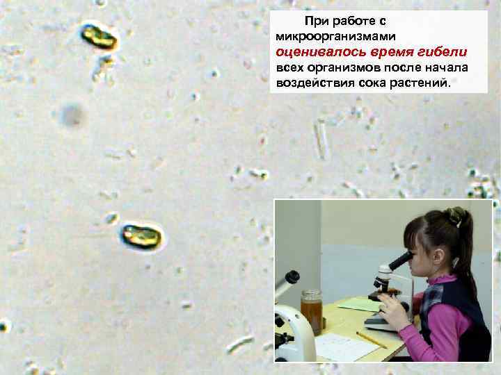 При работе с микроорганизмами оценивалось время гибели всех организмов после начала воздействия сока растений.