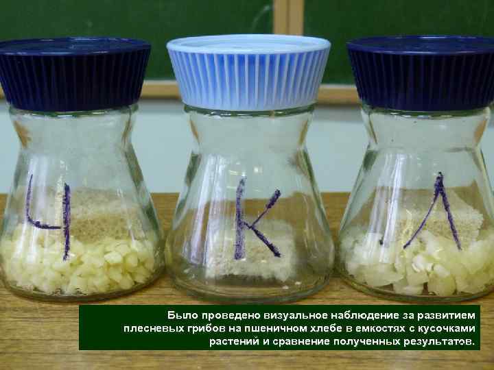 Было проведено визуальное наблюдение за развитием плесневых грибов на пшеничном хлебе в емкостях с