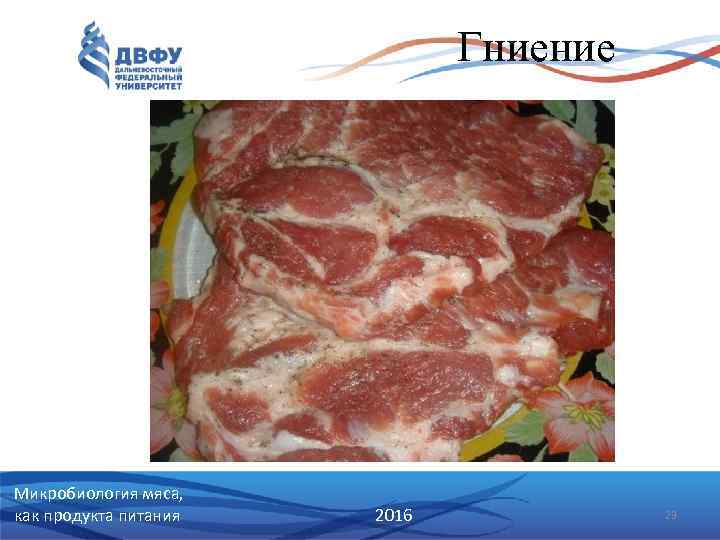 Гниение Микробиология мяса, как продукта питания 2016 23 