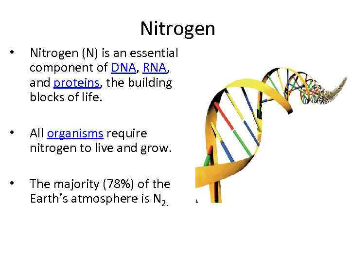 Nitrogen • Nitrogen (N) is an essential component of DNA, RNA, and proteins, the