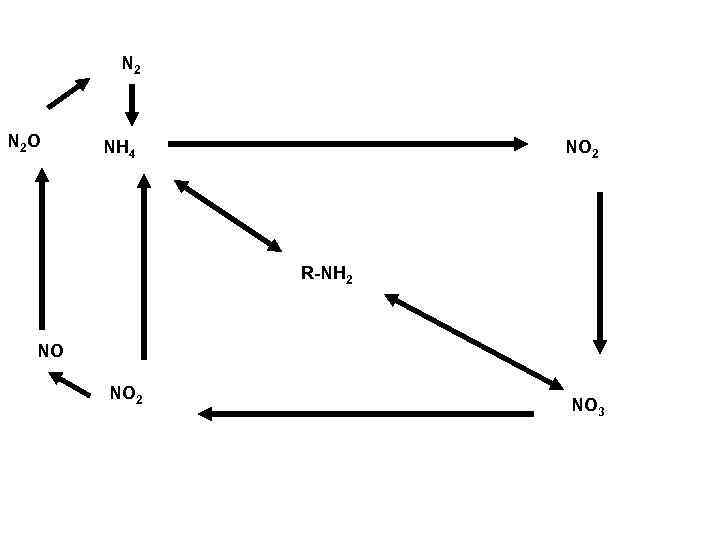 N 2 O NH 4 NO 2 R-NH 2 NO NO 2 NO 3