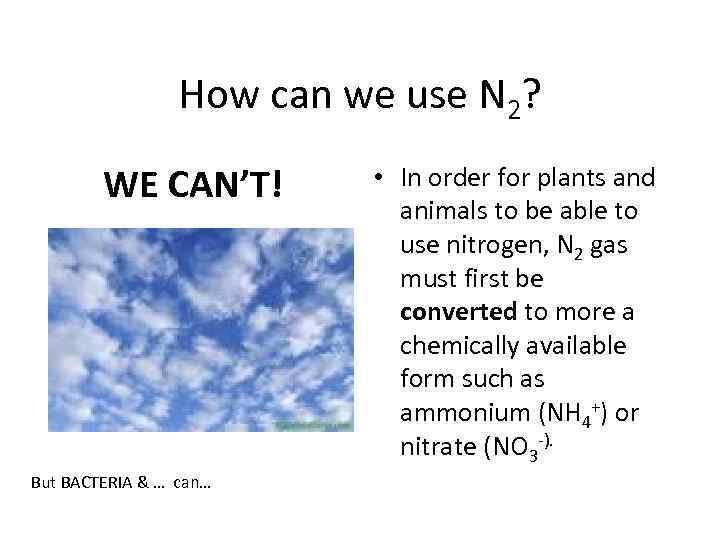 How can we use N 2? WE CAN’T! But BACTERIA & … can… •