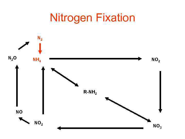 Nitrogen Fixation N 2 O NH 4 NO 2 R-NH 2 NO NO 2