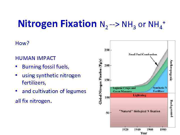 Nitrogen Fixation N 2 --> NH 3 or NH 4+ How? HUMAN IMPACT •