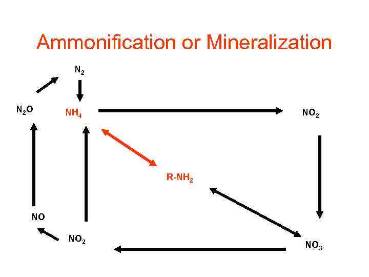 Ammonification or Mineralization N 2 O NH 4 NO 2 R-NH 2 NO NO