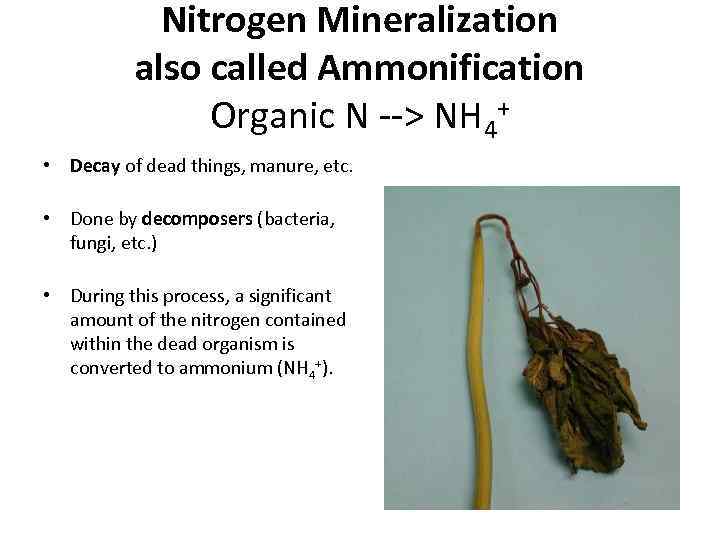 Nitrogen Mineralization also called Ammonification Organic N --> NH 4+ • Decay of dead