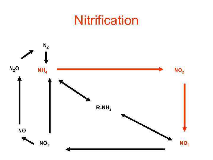 Nitrification N 2 O NH 4 NO 2 R-NH 2 NO NO 2 NO