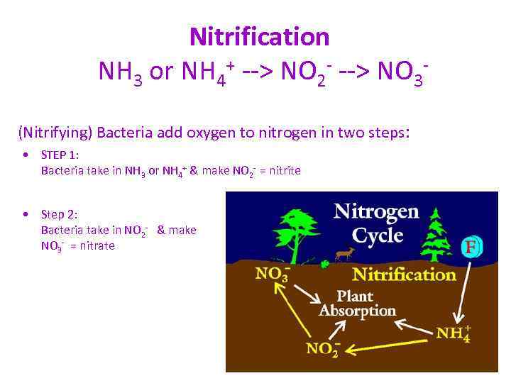 Nitrification NH 3 or NH 4+ --> NO 2 - --> NO 3 -