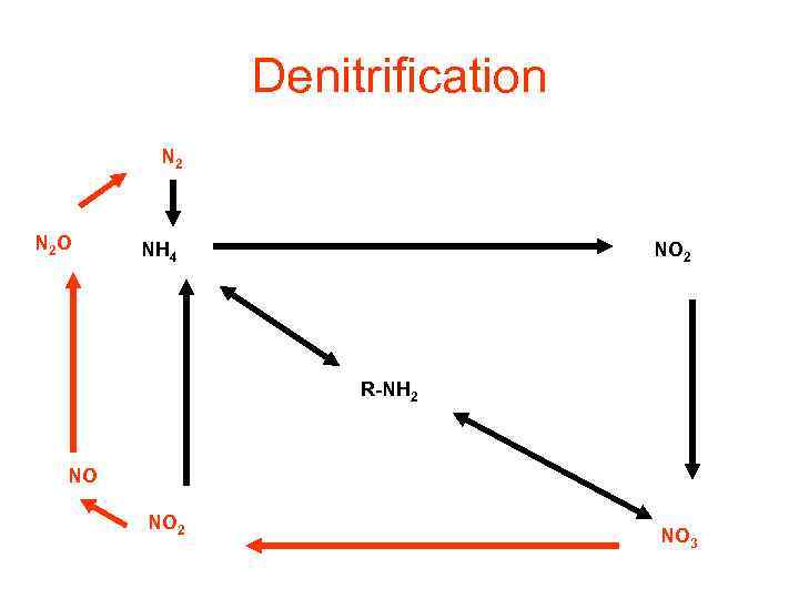 Denitrification N 2 O NH 4 NO 2 R-NH 2 NO NO 2 NO