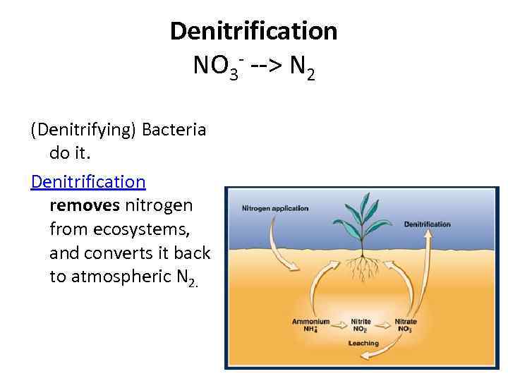 Denitrification NO 3 - --> N 2 (Denitrifying) Bacteria do it. Denitrification removes nitrogen