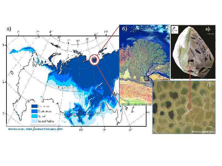 а) в) б) г) Brown et al. , 1998, revised February 2001 Photo by