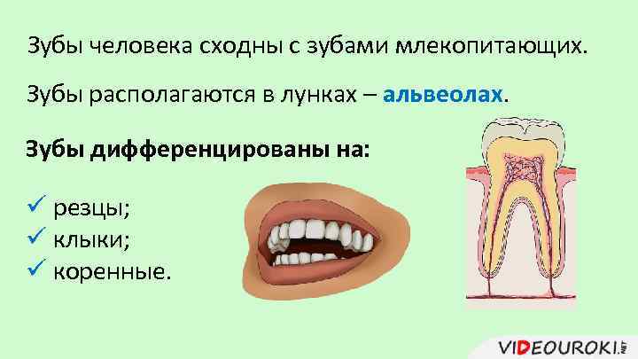 Виды зубов у человека название и картинки