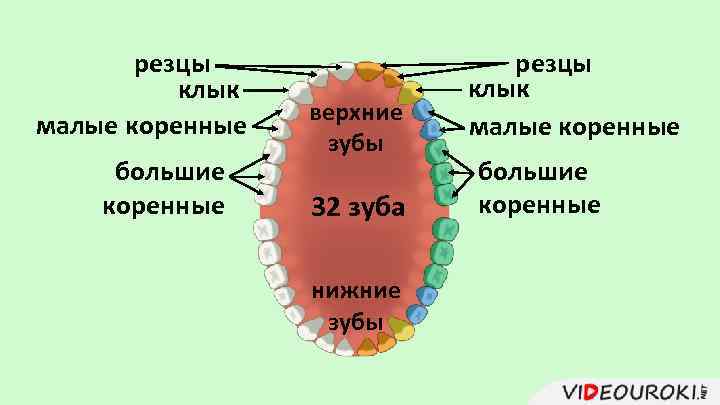 Зубы верхние человека фото