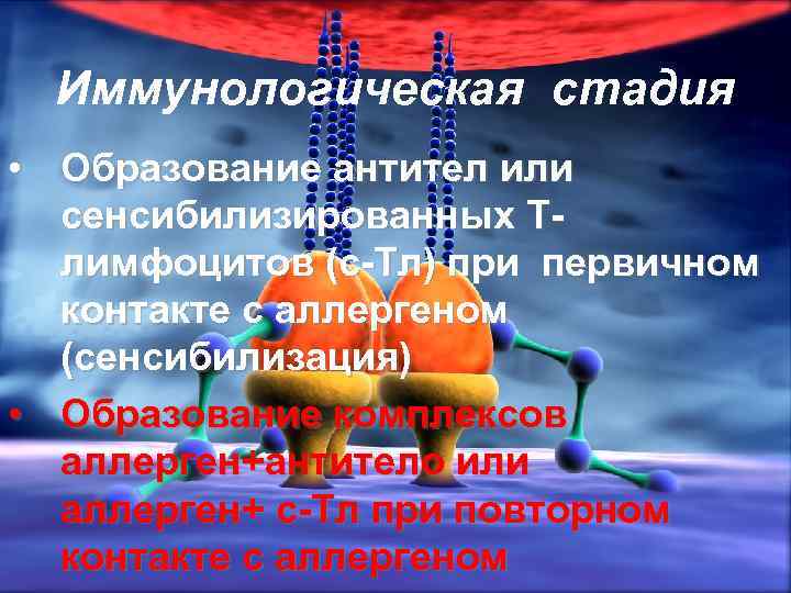Иммунологическая стадия • Образование антител или сенсибилизированных Тлимфоцитов (с-Тл) при первичном контакте с аллергеном