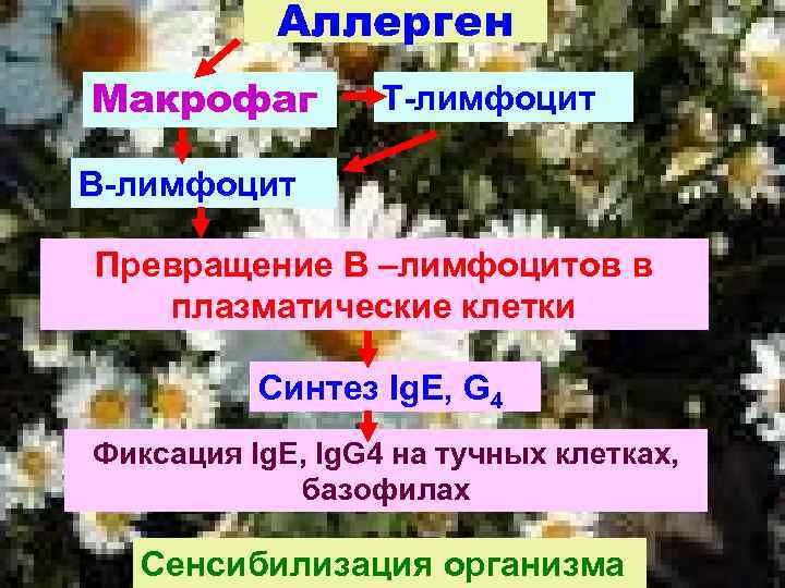 Аллерген Макрофаг Т-лимфоцит В-лимфоцит Превращение В –лимфоцитов в плазматические клетки Синтез Ig. E, G