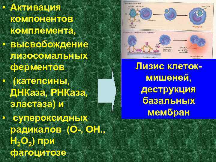  • Активация компонентов комплемента, • высвобождение лизосомальных ферментов • (катепсины, ДНКаза, РНКаза, эластаза)