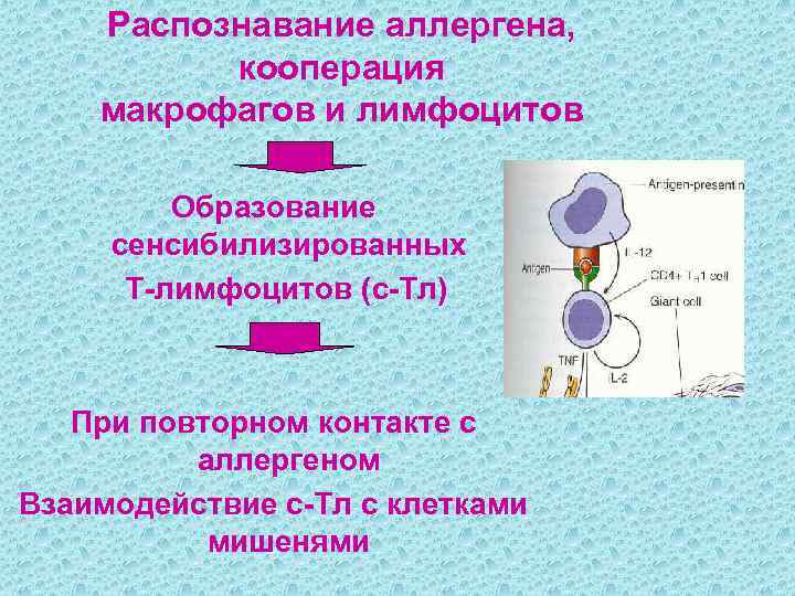 Распознавание аллергена, кооперация макрофагов и лимфоцитов Образование сенсибилизированных Т-лимфоцитов (с-Тл) При повторном контакте с
