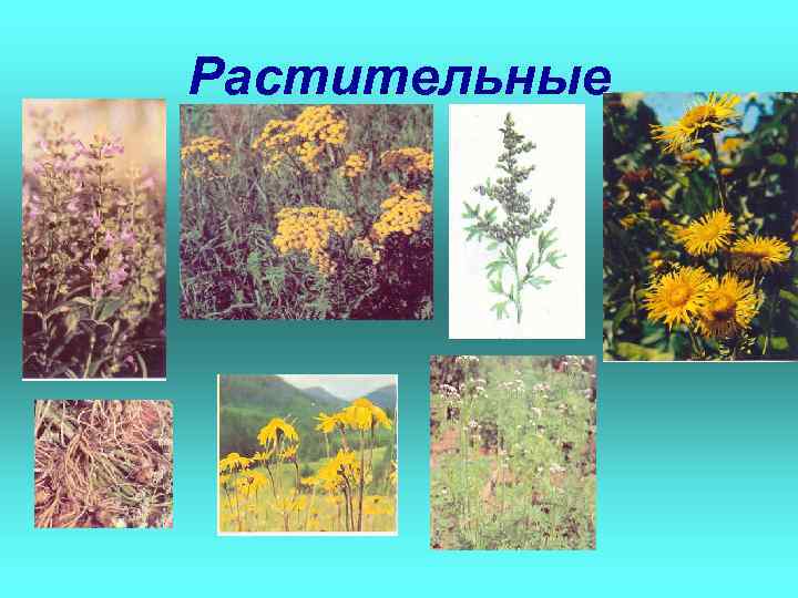 Растительные 