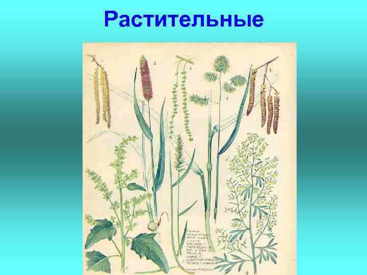 Растительные 
