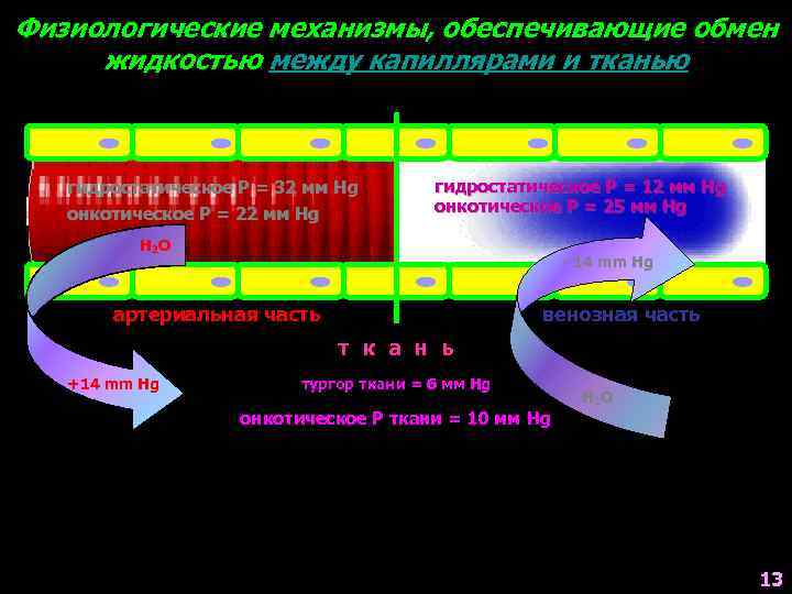 Физиологические механизмы, обеспечивающие обмен жидкостью между капиллярами и тканью гидростатическое Р = 32 мм