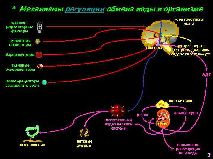 * Механизмы регуляции обмена воды в организме кора головного мозга условнорефлекторные факторы рецепторы полости