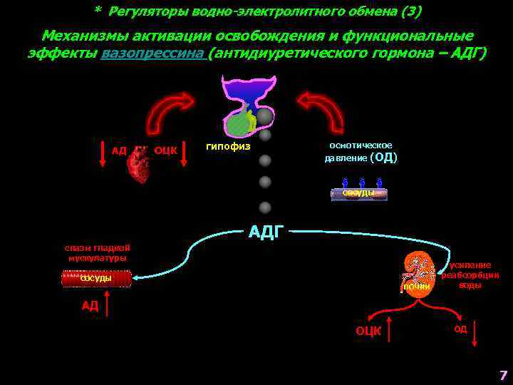 * Регуляторы водно-электролитного обмена (3) Механизмы активации освобождения и функциональные эффекты вазопрессина (антидиуретического гормона