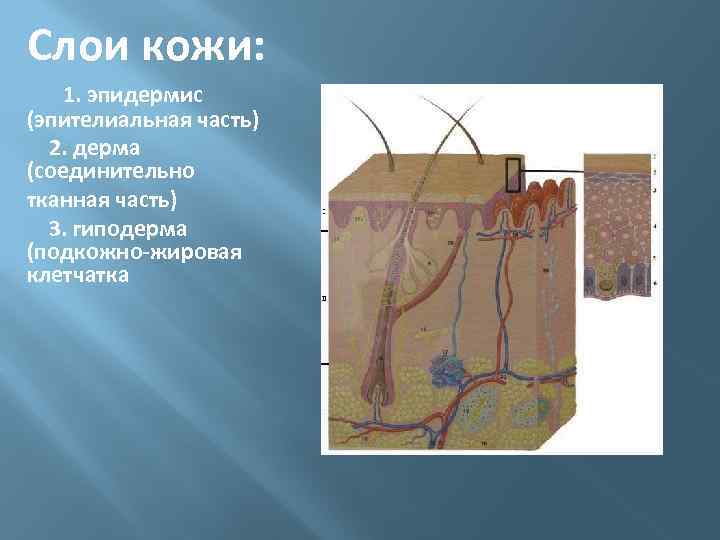 Слои кожи: 1. эпидермис (эпителиальная часть) 2. дерма (соединительно тканная часть) 3. гиподерма (подкожно-жировая