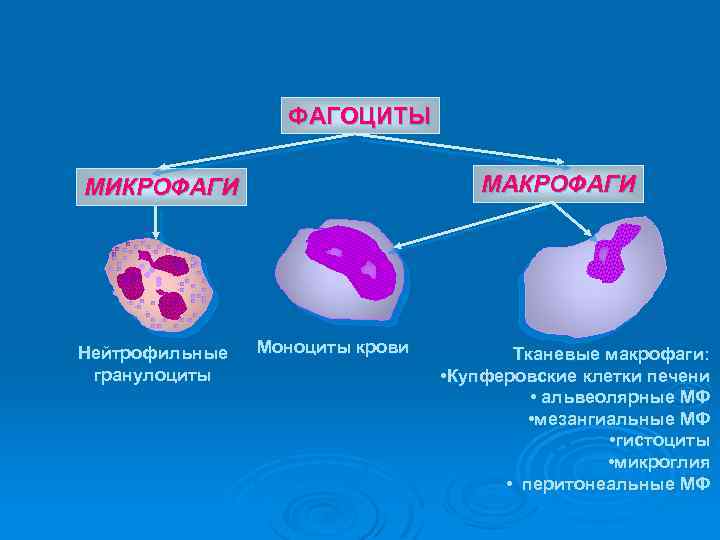 Макрофаги фагоцитоз. Фагоциты типы клеток. Классификация фагоцитов иммунология. Микрофаги и макрофаги. Фагоциты моноциты и нейтрофилы.
