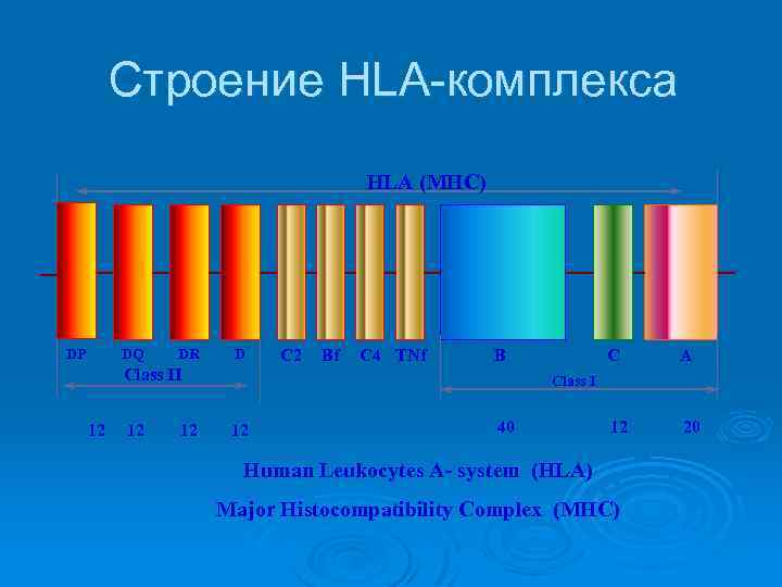 Строение HLA-комплекса HLA (MHC) DQ DP DR D C 2 Bf C 4 TNf