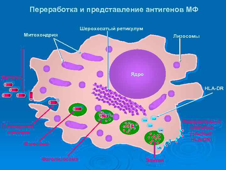 Переработка и представление антигенов МФ Шероховатый ретикулум Митохондрия Лизосомы Ядро Патоген HLA-DR Иммуногенный комплекс