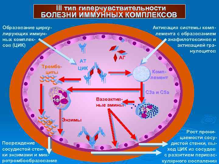 Иммунный комплекс 4 витамин